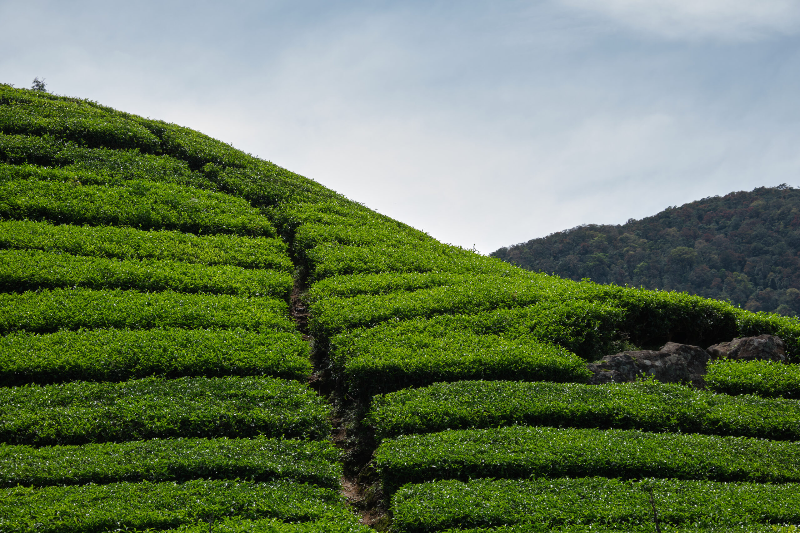 Bandung - thee velden